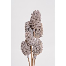 MAGNOLIA PODS White Wash 16"-